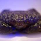 Monodikrabbe Monodikrabbe