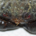 Monodikrabbe Monodikrabbe