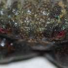 Monodikrabbe Monodikrabbe