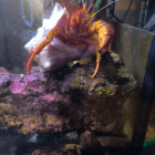 Mr. Big